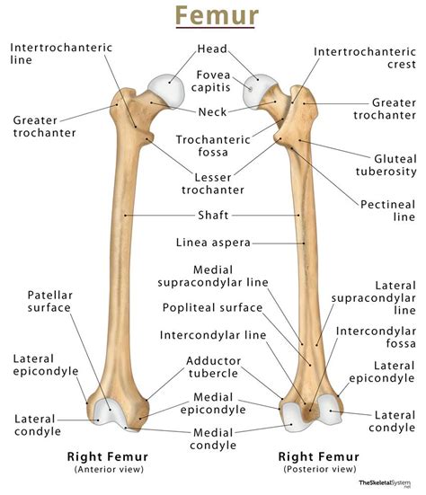 femoral diagram 
